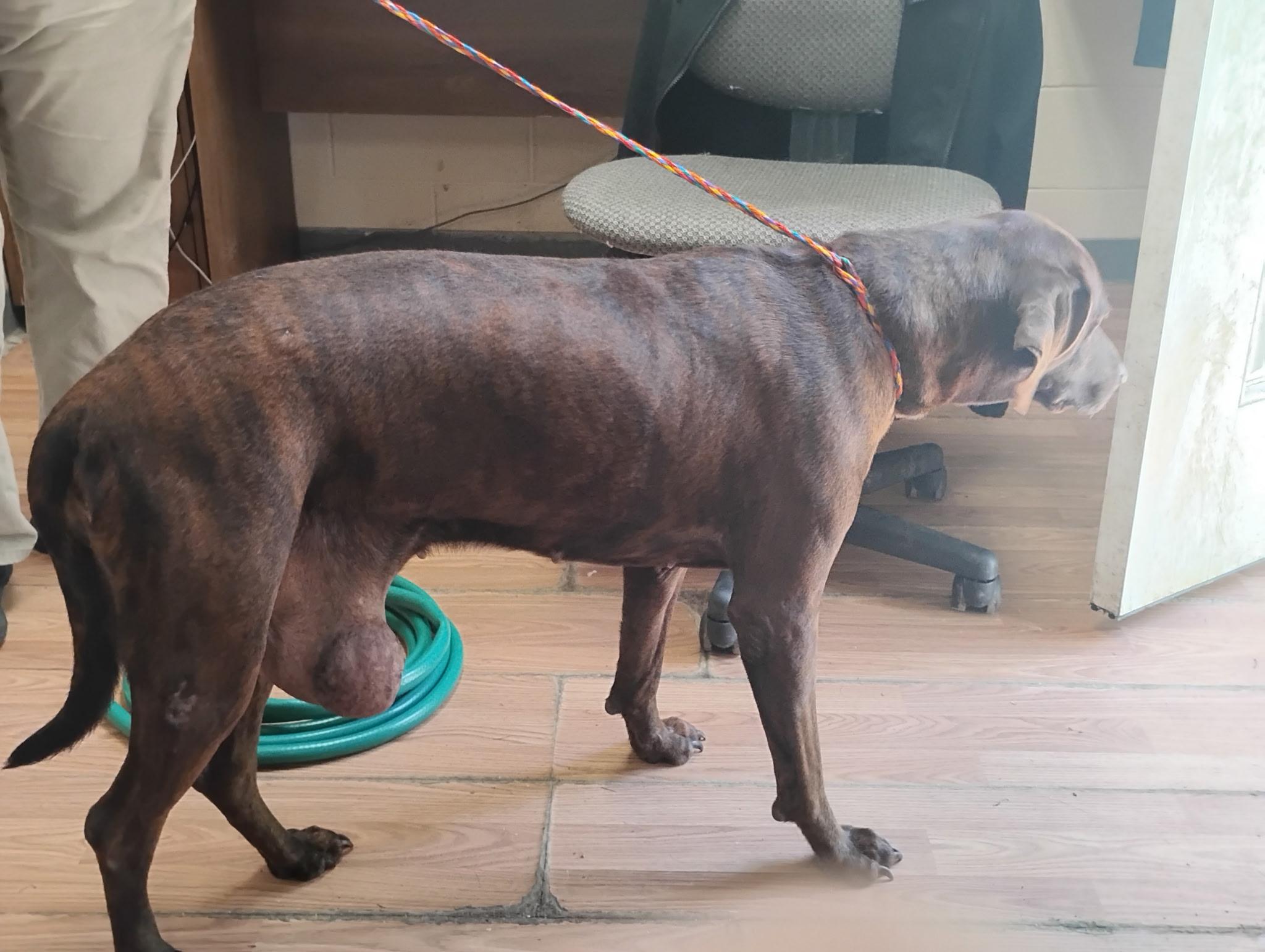 Maggie (in foster), a Adoptable mixed breed in Petersburg, VA image 2/4