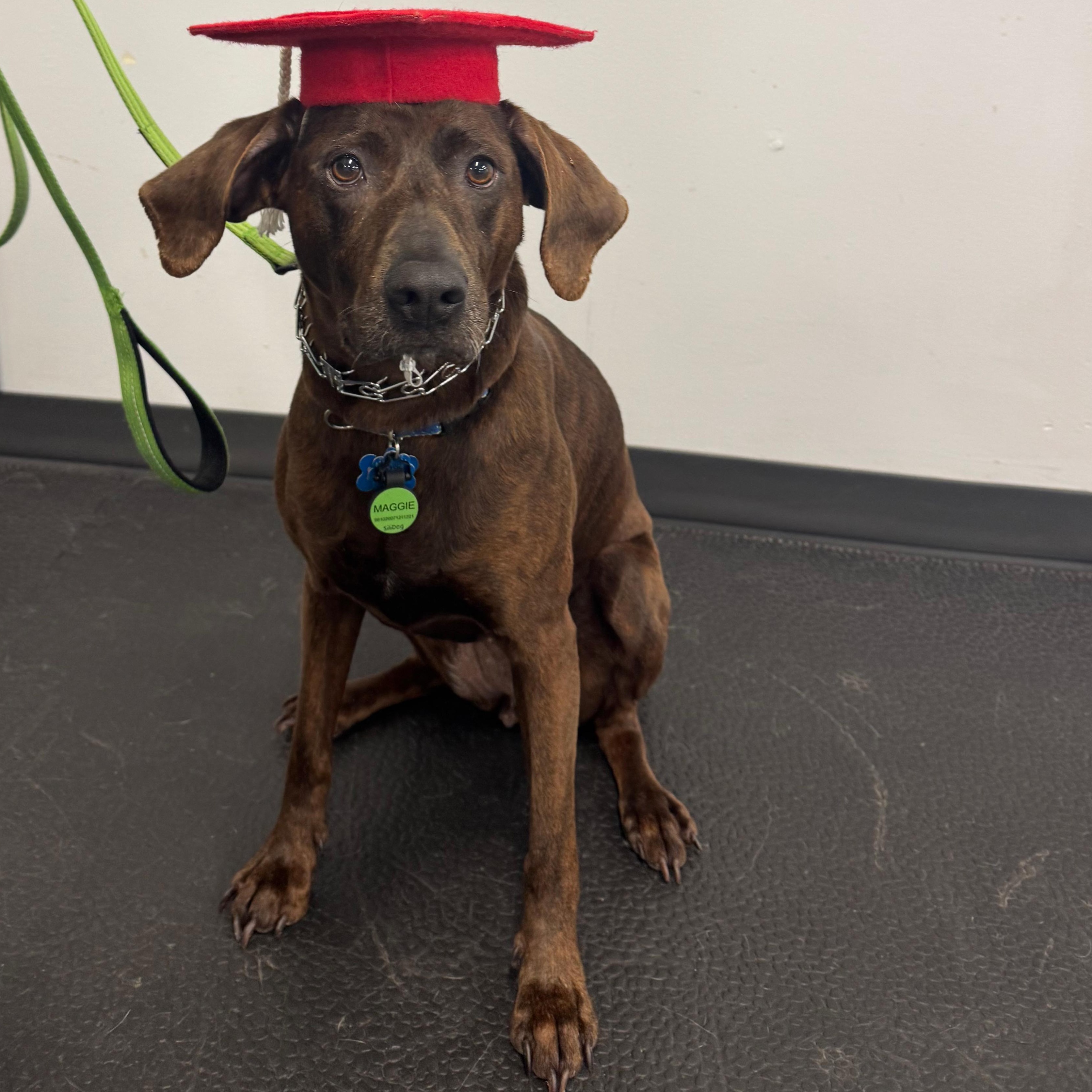 Maggie (in foster), adoptable, Adult Female Plott Hound & Chocolate Labrador Retriever.