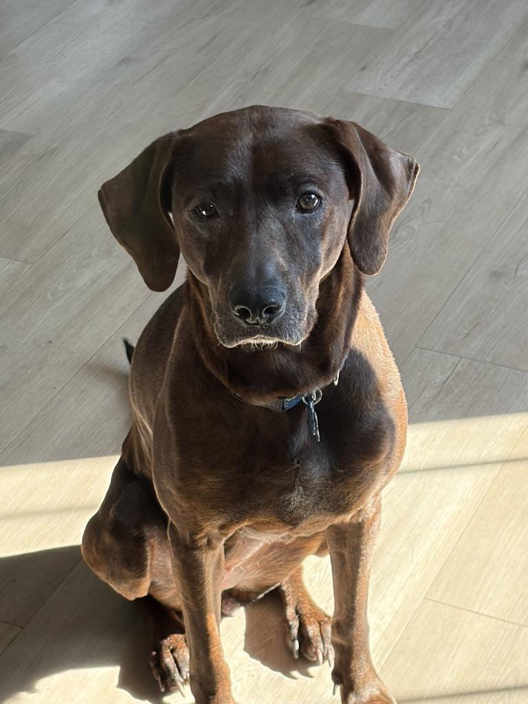Maggie (in foster), adoptable, Adult Female Plott Hound & Chocolate Labrador Retriever.