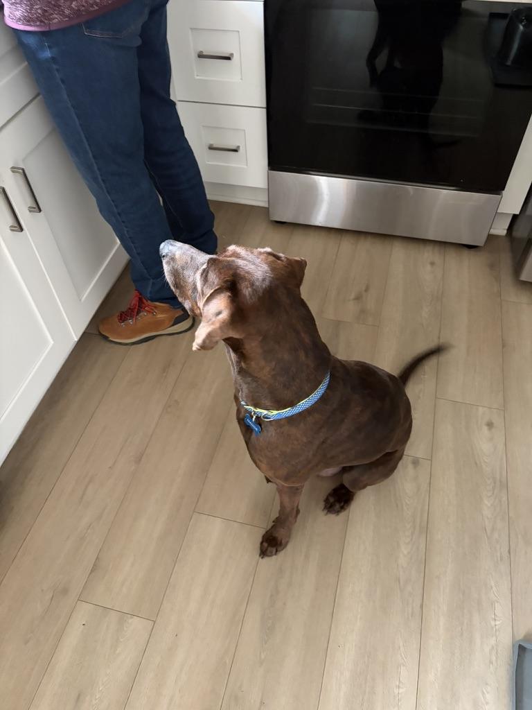 Maggie (in foster), a Adoptable mixed breed in Petersburg, VA image 3/4