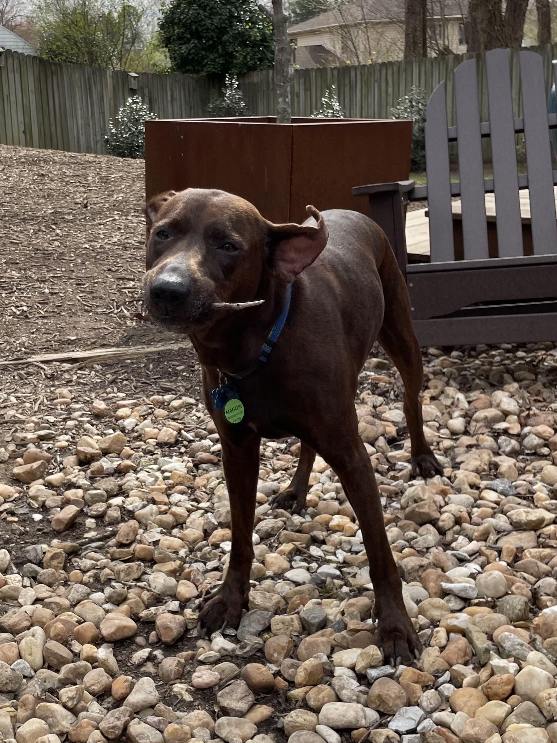 Enlarge Maggie (in foster), an adoptable mixed breed in Petersburg, VA image 2/6