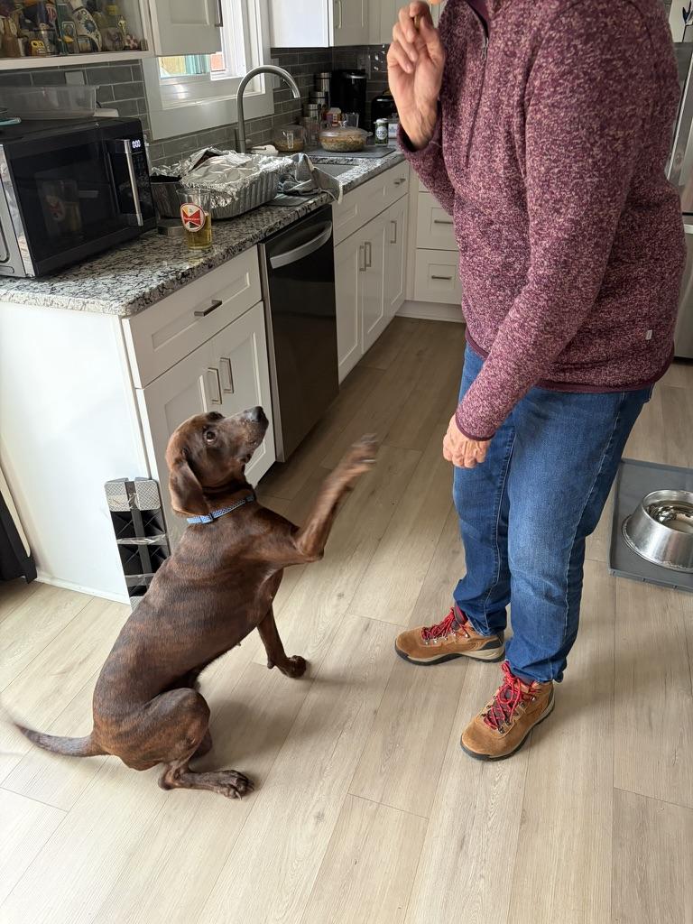 Maggie (in foster), a Adoptable mixed breed in Petersburg, VA image 4/4