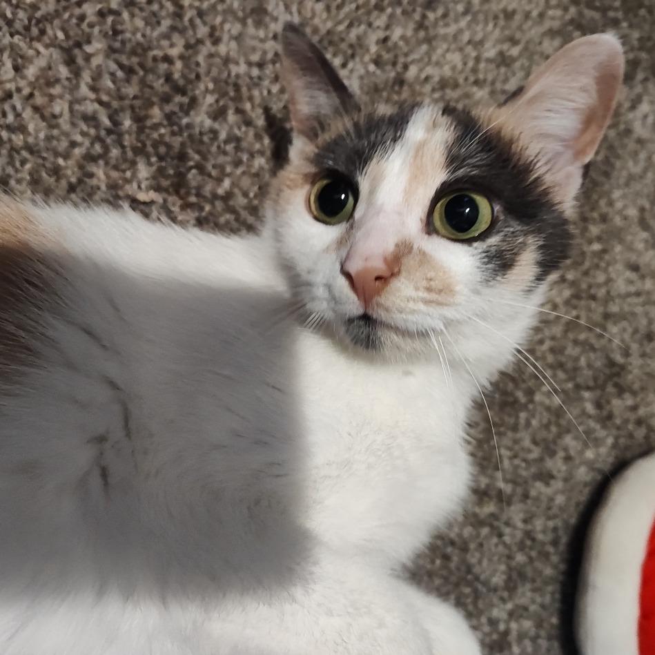 Enlarge Seussie, a Adoptable Domestic Short Hair in Cincinnati, OH image 1/5