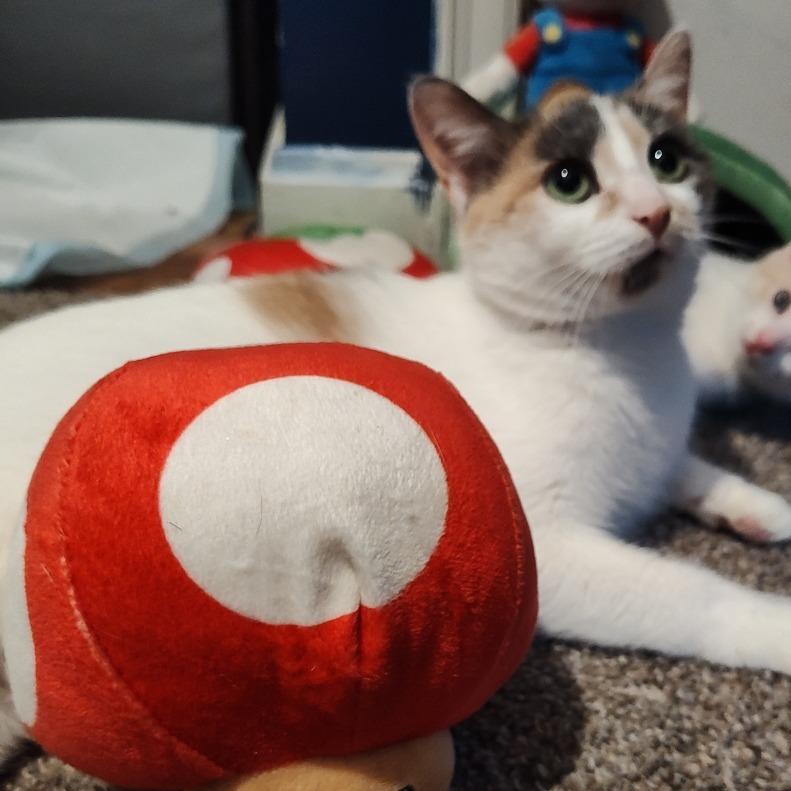 Enlarge Seussie, a Adoptable Domestic Short Hair in Cincinnati, OH image 2/5