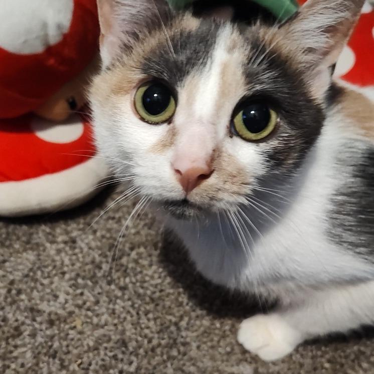 Enlarge Seussie, a Adoptable Domestic Short Hair in Cincinnati, OH image 3/5