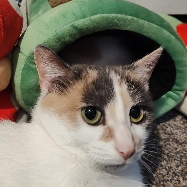 Enlarge Seussie, a Adoptable Domestic Short Hair in Cincinnati, OH image 4/5