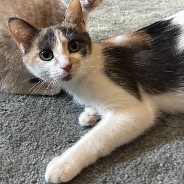 Enlarge Seussie, a Adoptable Domestic Short Hair in Cincinnati, OH image 5/5