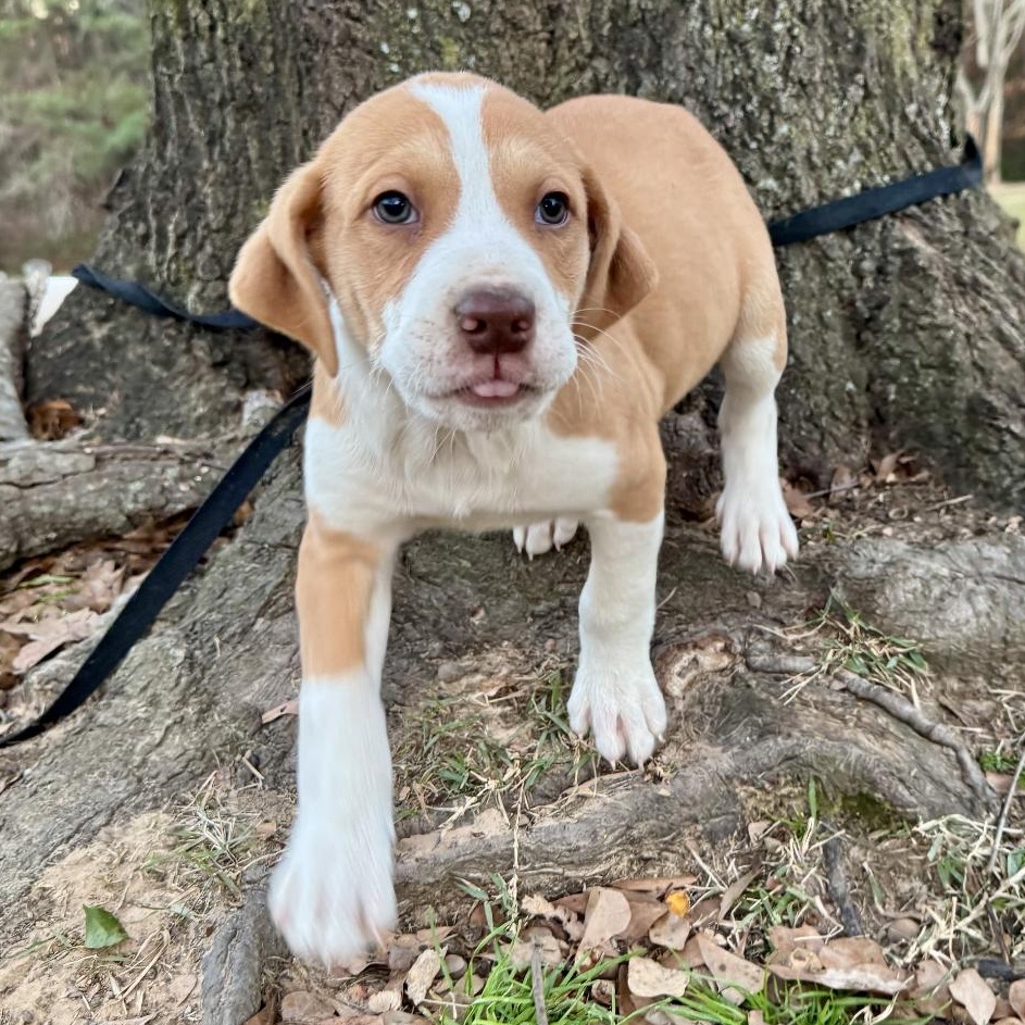 Swayzie, adopted, Puppy Female Terrier.