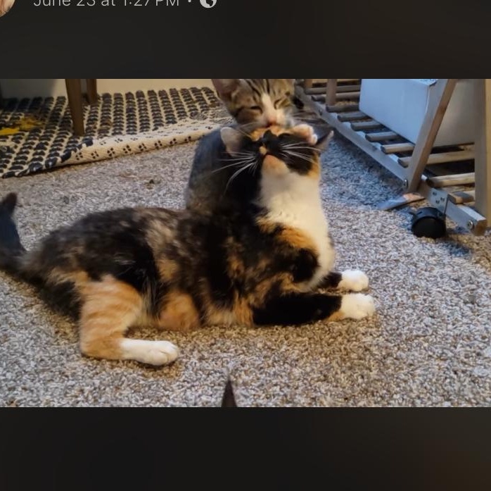 Junapir, Adult Female Domestic Short Hair