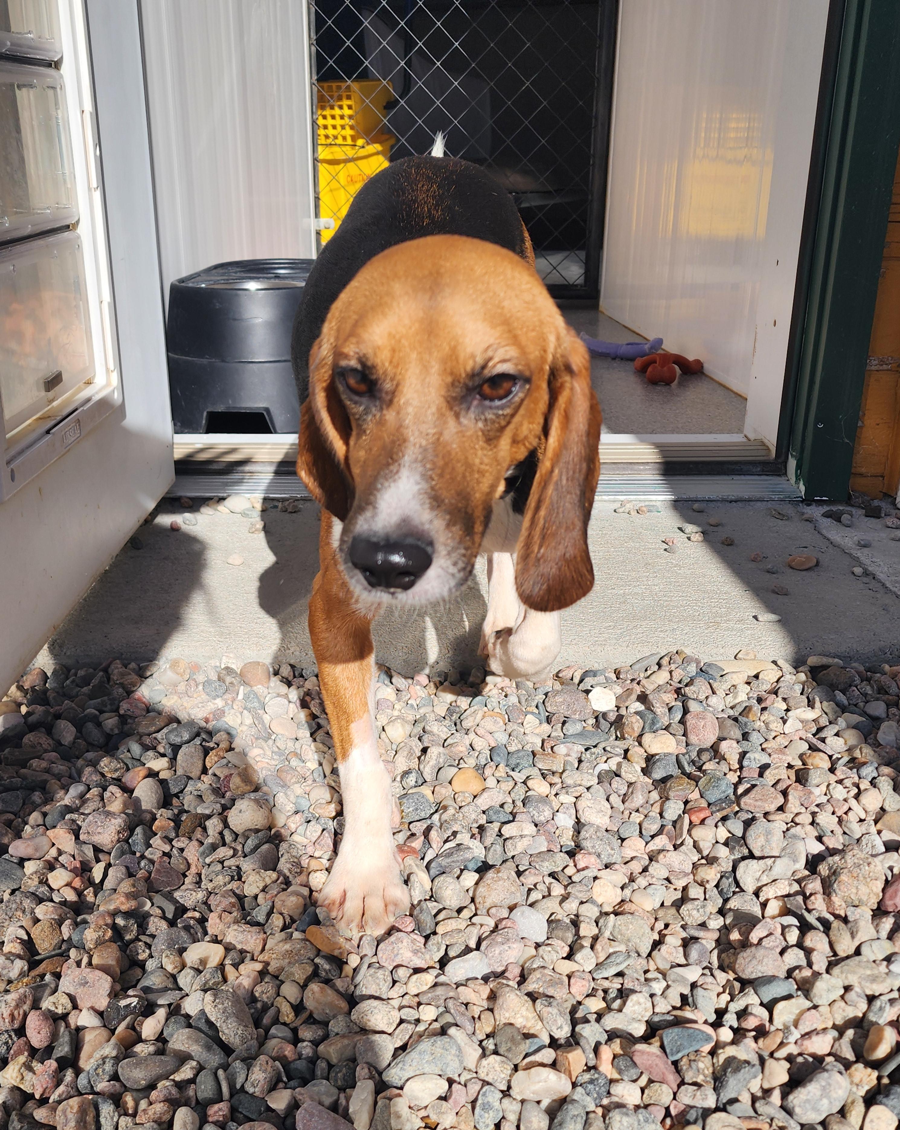 Florence, an adoptable Beagle in Hartville, WY, 82215 | Photo Image 1