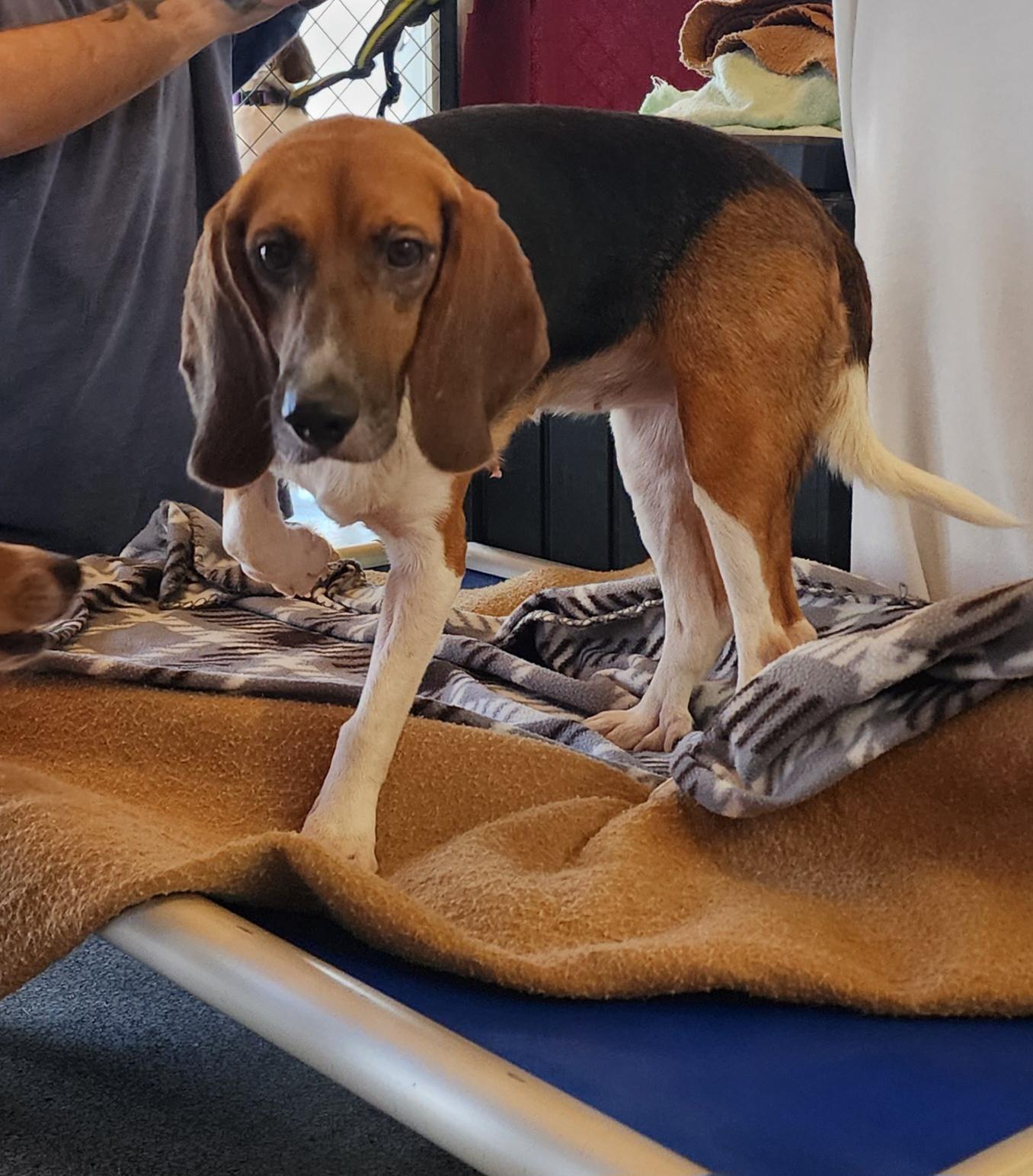 Florence, an adoptable Beagle in Hartville, WY, 82215 | Photo Image 2