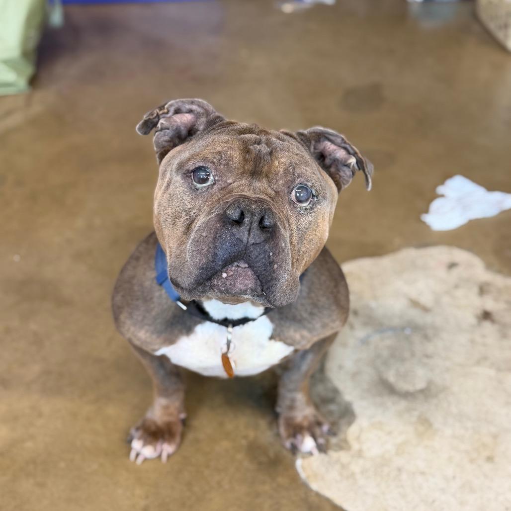 Primo, Adoptable, Senior Male Pit Bull Terrier.