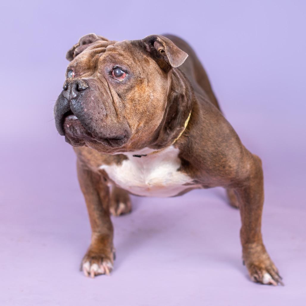 Enlarge Primo, a Adoptable Pit Bull Terrier in Northbrook, IL image 2/6