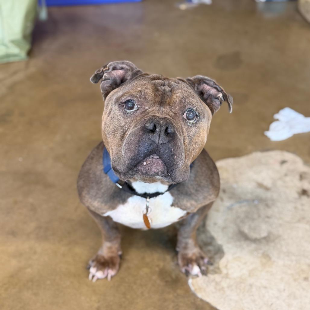 Enlarge Primo, a Adoptable Pit Bull Terrier in Northbrook, IL image 3/6