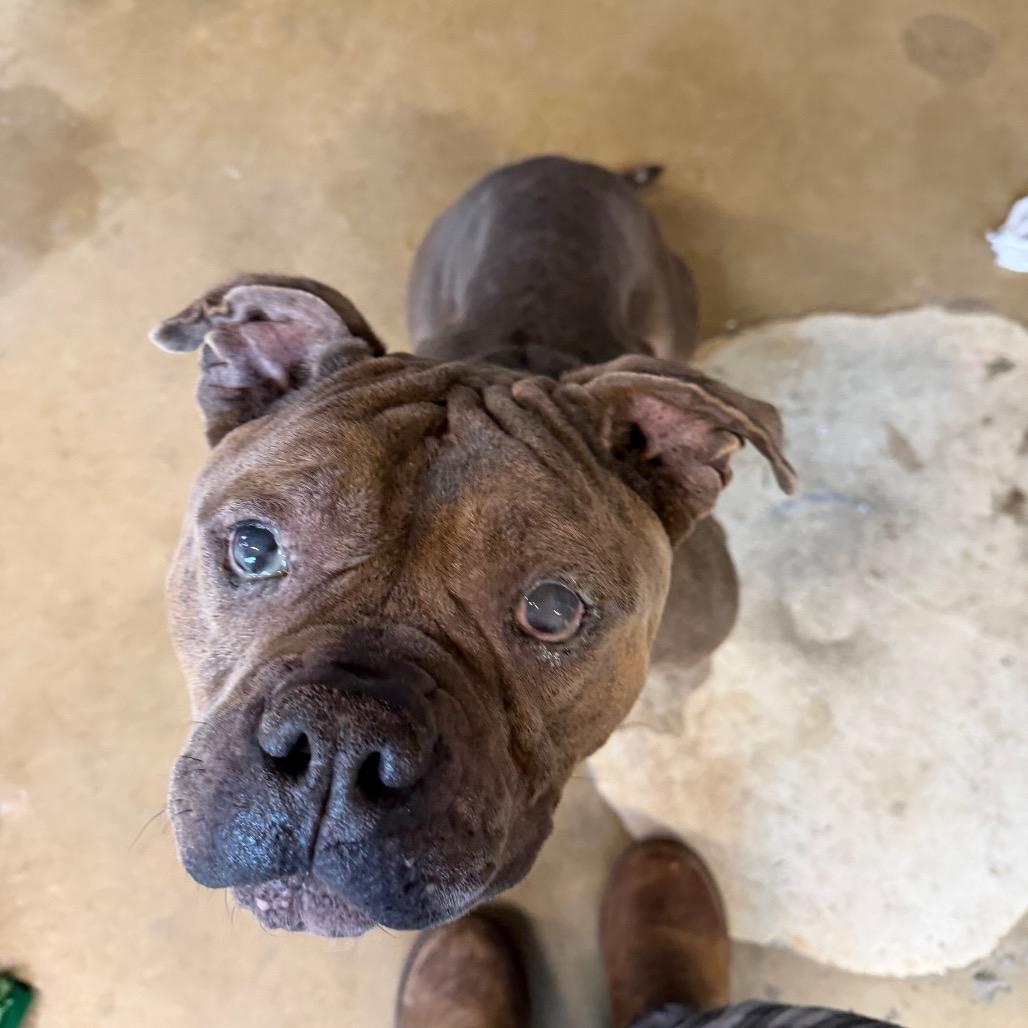Enlarge Primo, a Adoptable Pit Bull Terrier in Northbrook, IL image 4/6