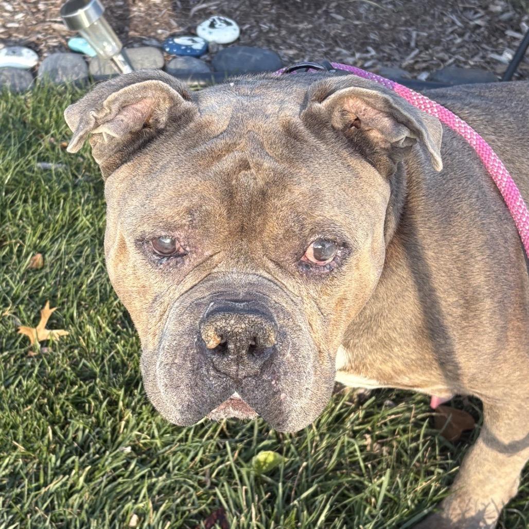 Enlarge Primo, a Adoptable Pit Bull Terrier in Northbrook, IL image 5/6