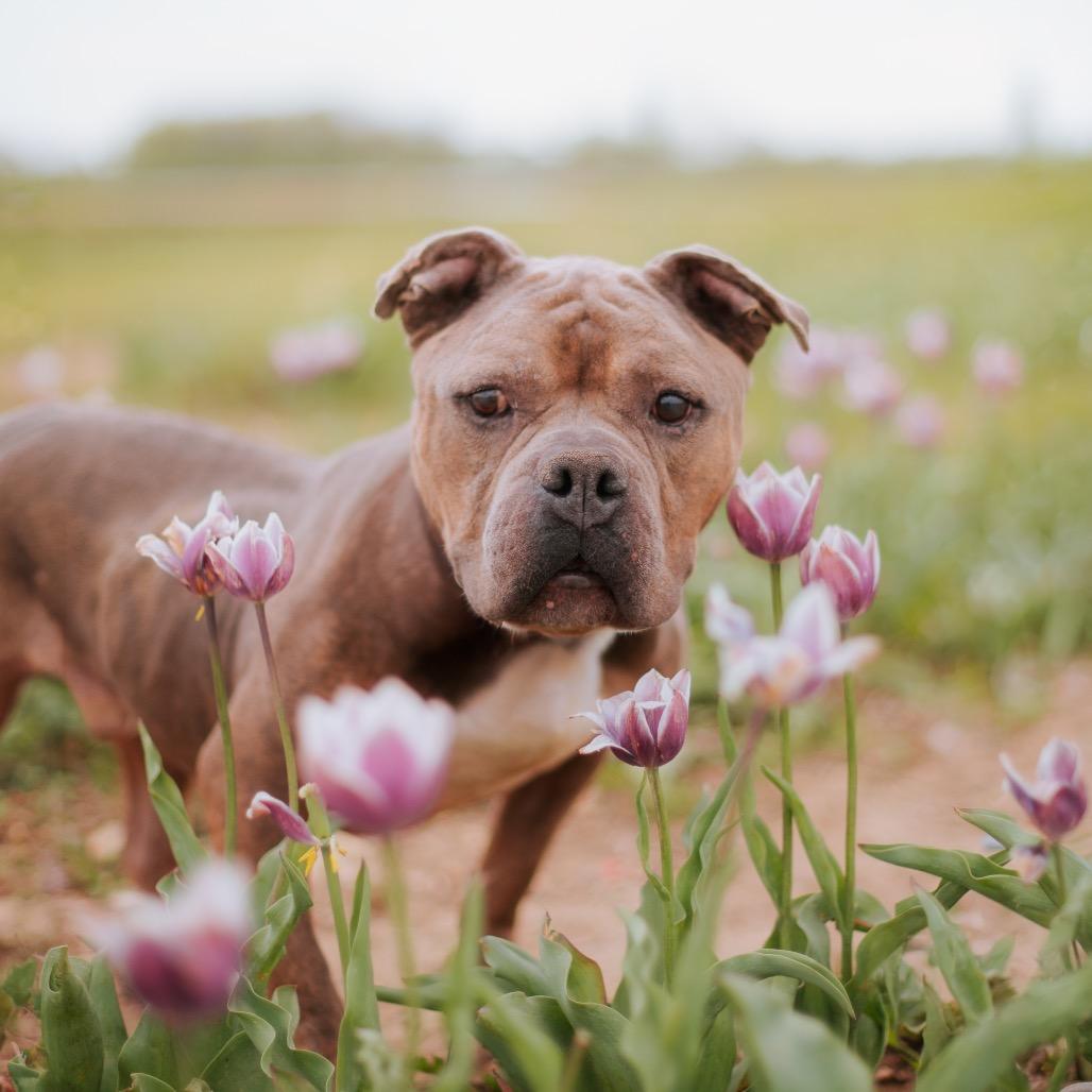 Enlarge Primo, a Adoptable Pit Bull Terrier in Northbrook, IL image 6/6