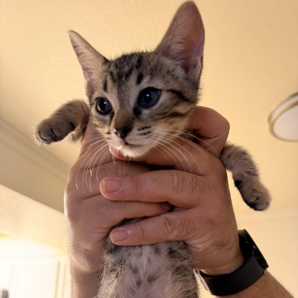 Enlarge Finn, a Adoptable Domestic Short Hair in Vallejo, CA image 1/6