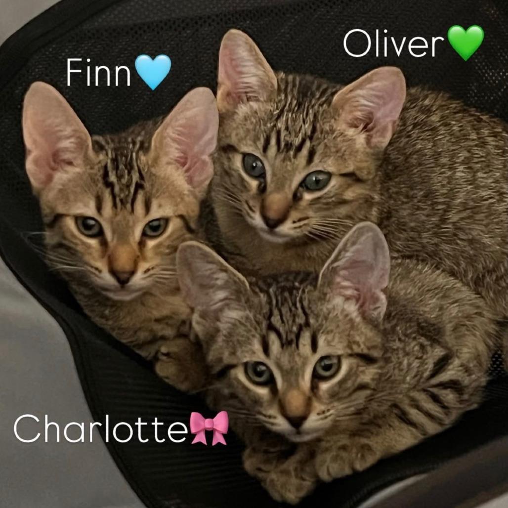 Enlarge Finn, a Adoptable Domestic Short Hair in Vallejo, CA image 6/6