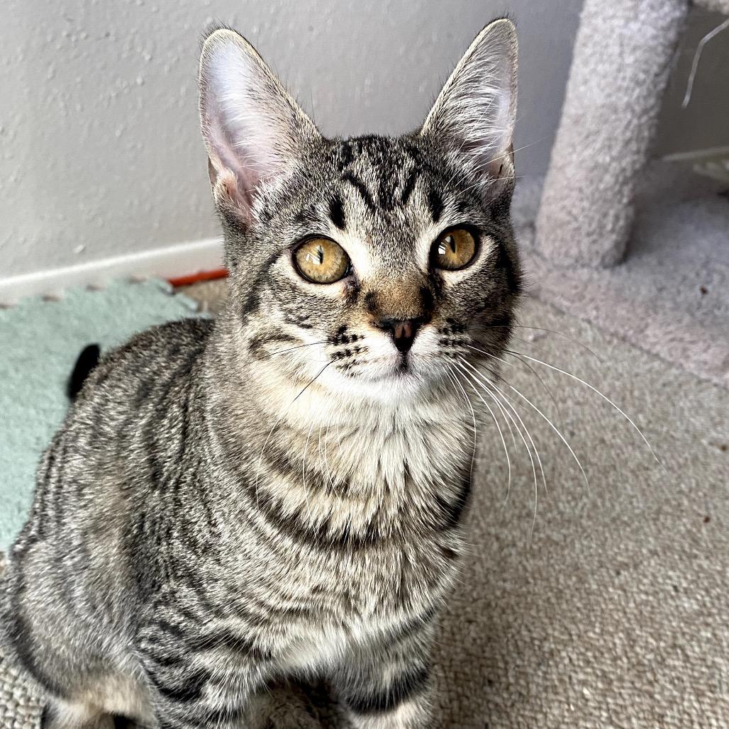 Myrtle, Adoptable, Young Female Domestic Short Hair.