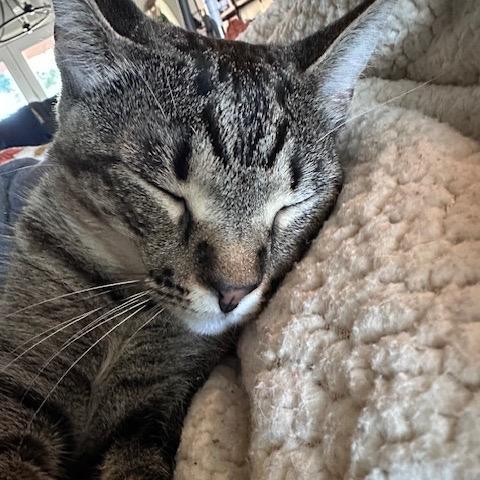 Myrtle, a Adoptable mixed breed in Houston, TX image 2/6