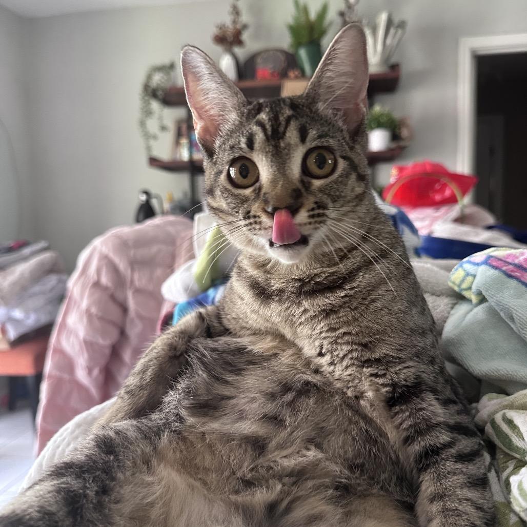 Myrtle, a Adoptable mixed breed in Houston, TX image 3/6