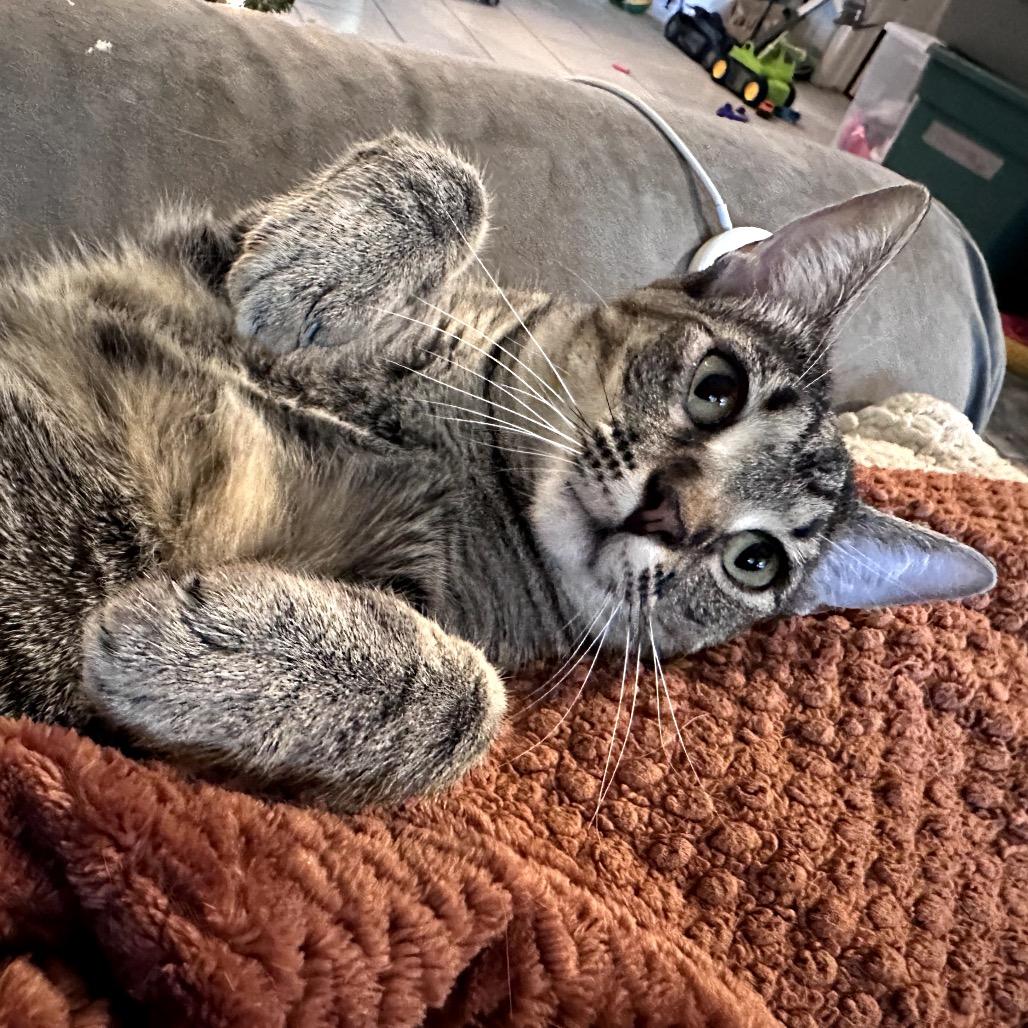 Myrtle, a Adoptable mixed breed in Houston, TX image 4/6