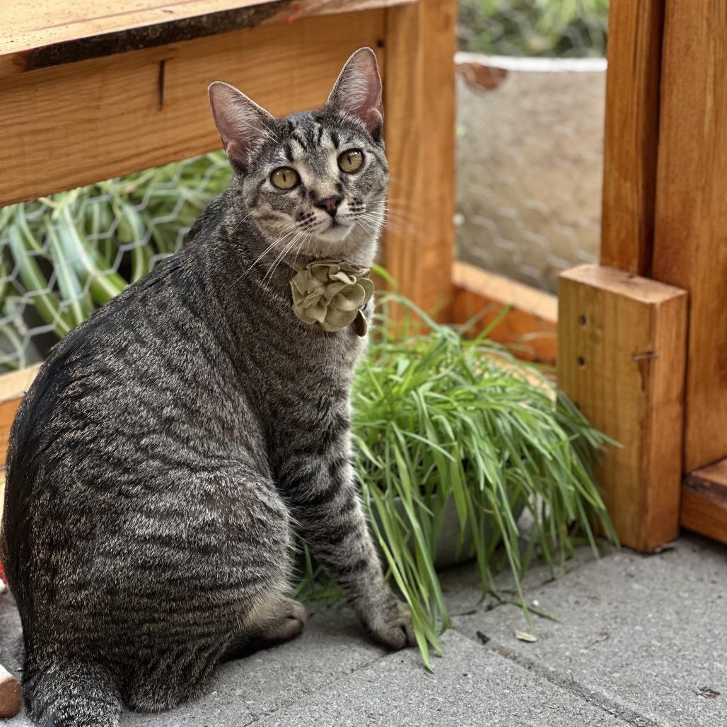 Enlarge Myrtle, a Adoptable mixed breed in Houston, TX image 4/6
