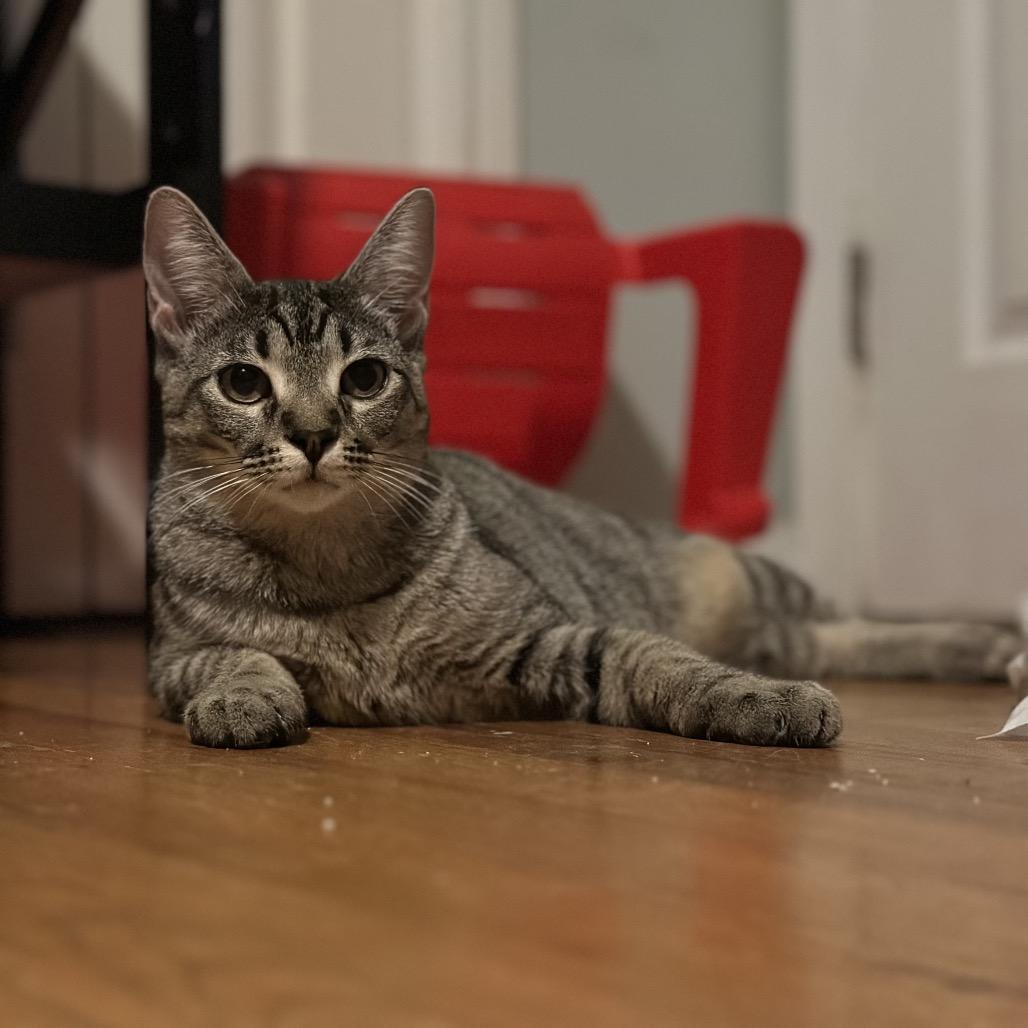 Myrtle, a Adoptable mixed breed in Houston, TX image 5/6