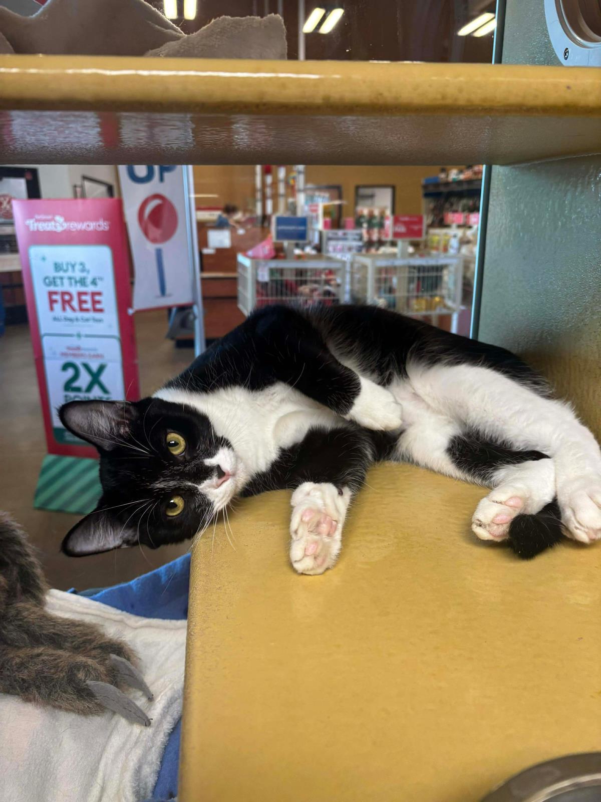 Pota Toes, Adoptable, Kitten Male Domestic Short Hair & Tuxedo.