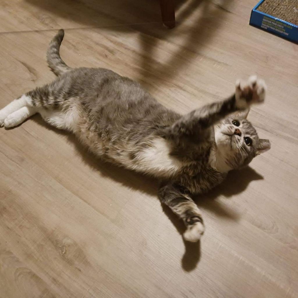 Mr. Bean, Adoptable, Senior Male Domestic Short Hair.