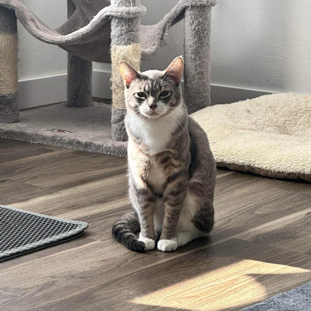 Mr. Bean, a Adoptable mixed breed in Nampa, ID image 3/4