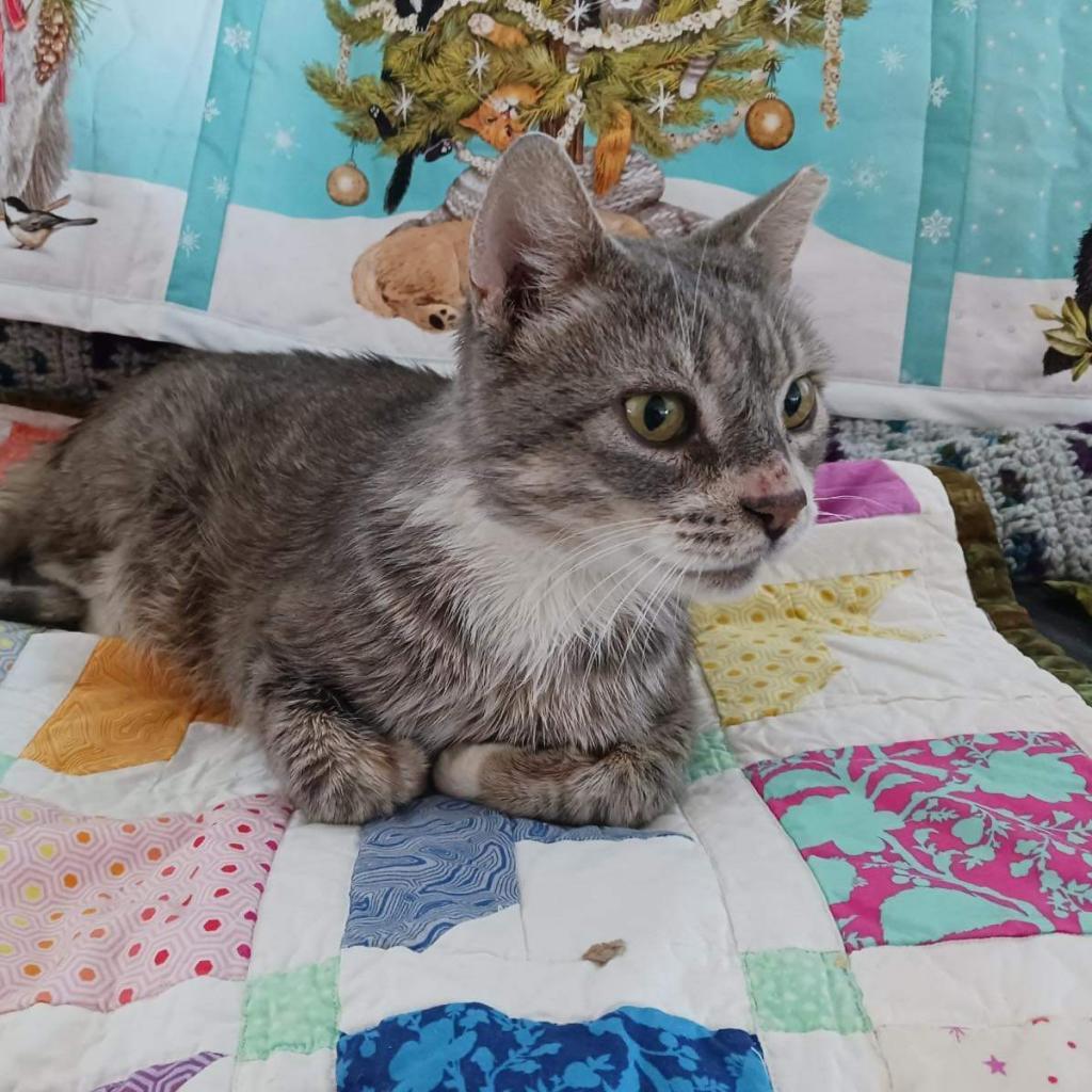 Mr. Bean, a Adoptable mixed breed in Nampa, ID image 4/4