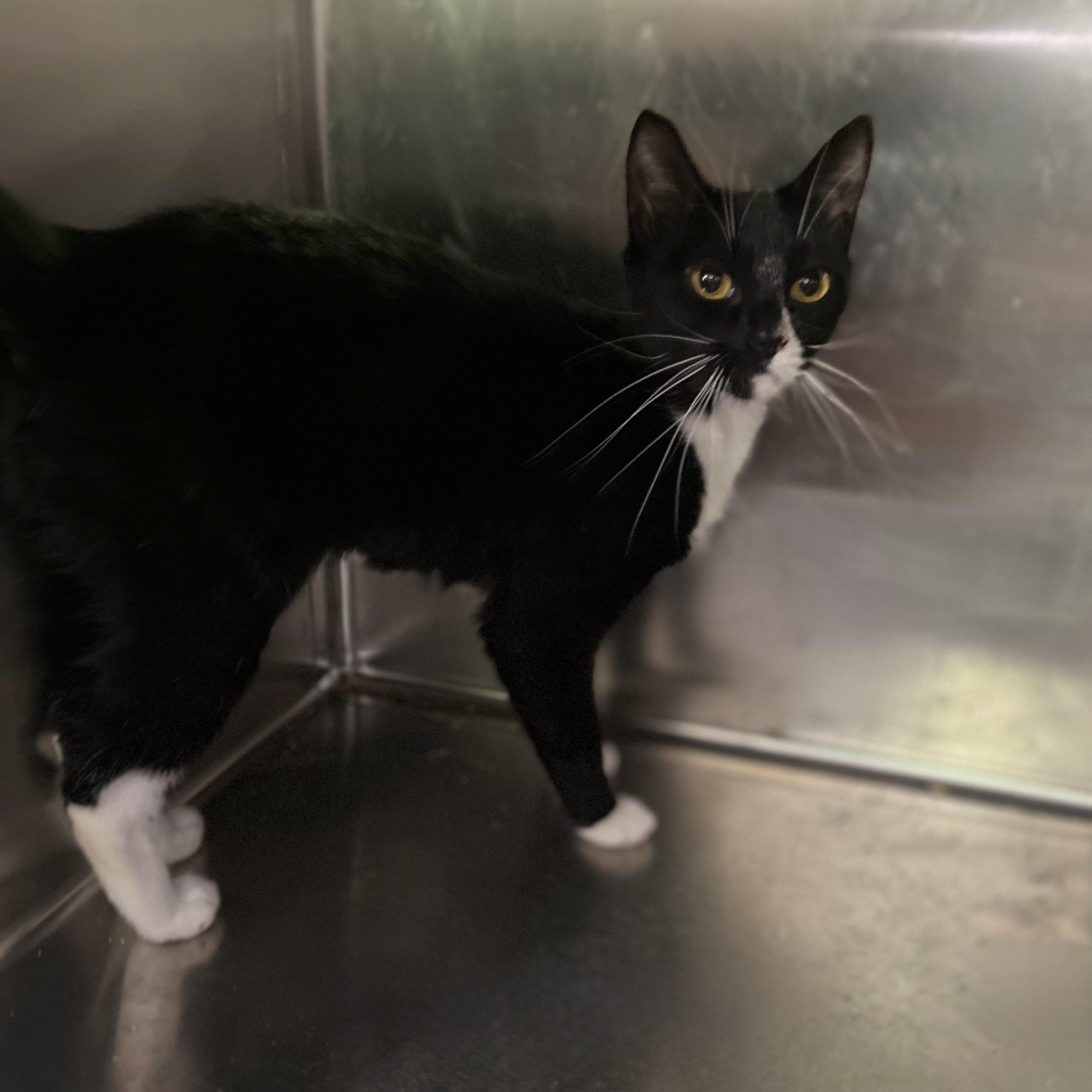 Kiwi, a ADOPTABLE Domestic Short Hair in Norwalk, CT image 2/4