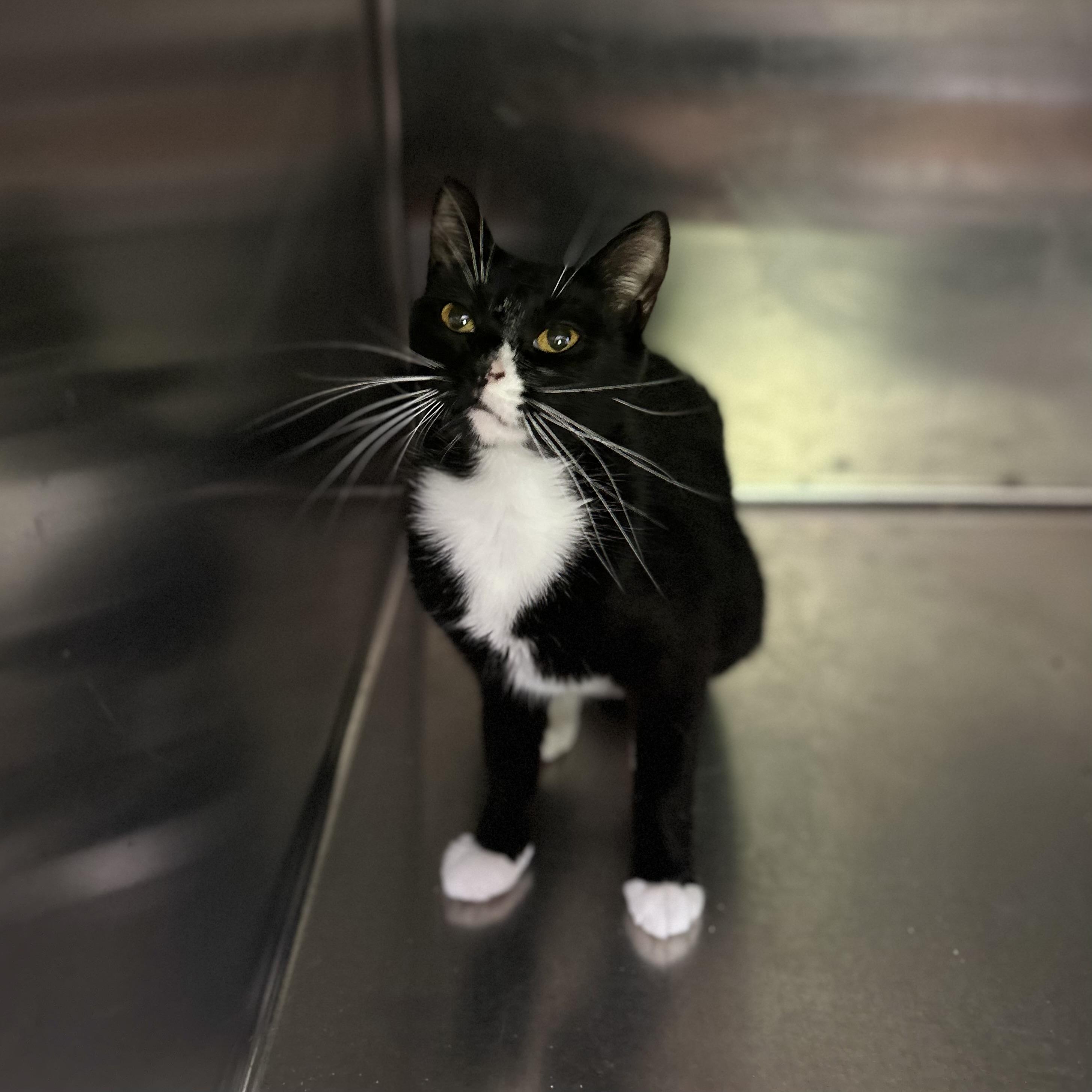 Kiwi, a ADOPTABLE Domestic Short Hair in Norwalk, CT image 3/4
