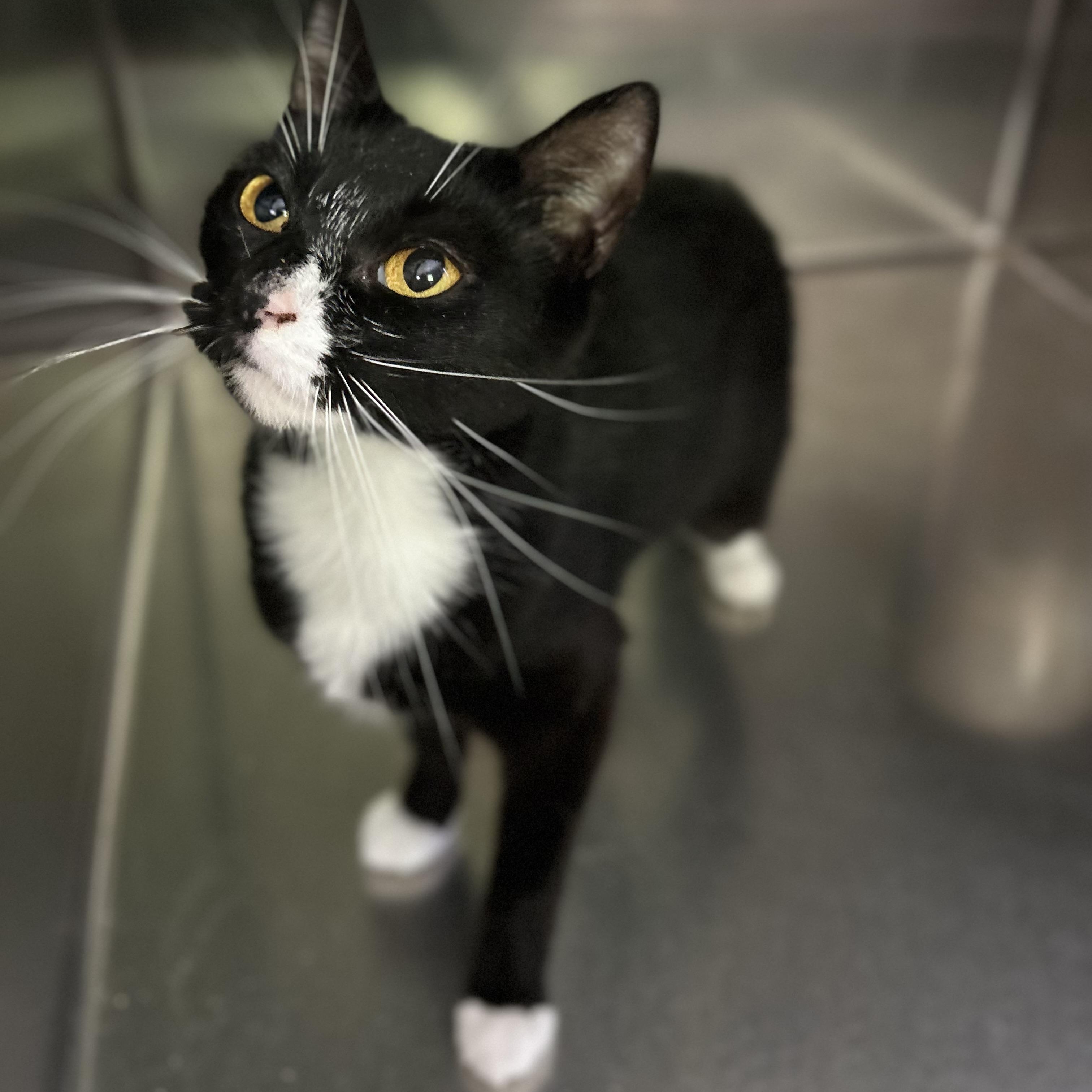 Kiwi, a ADOPTABLE Domestic Short Hair in Norwalk, CT image 4/4