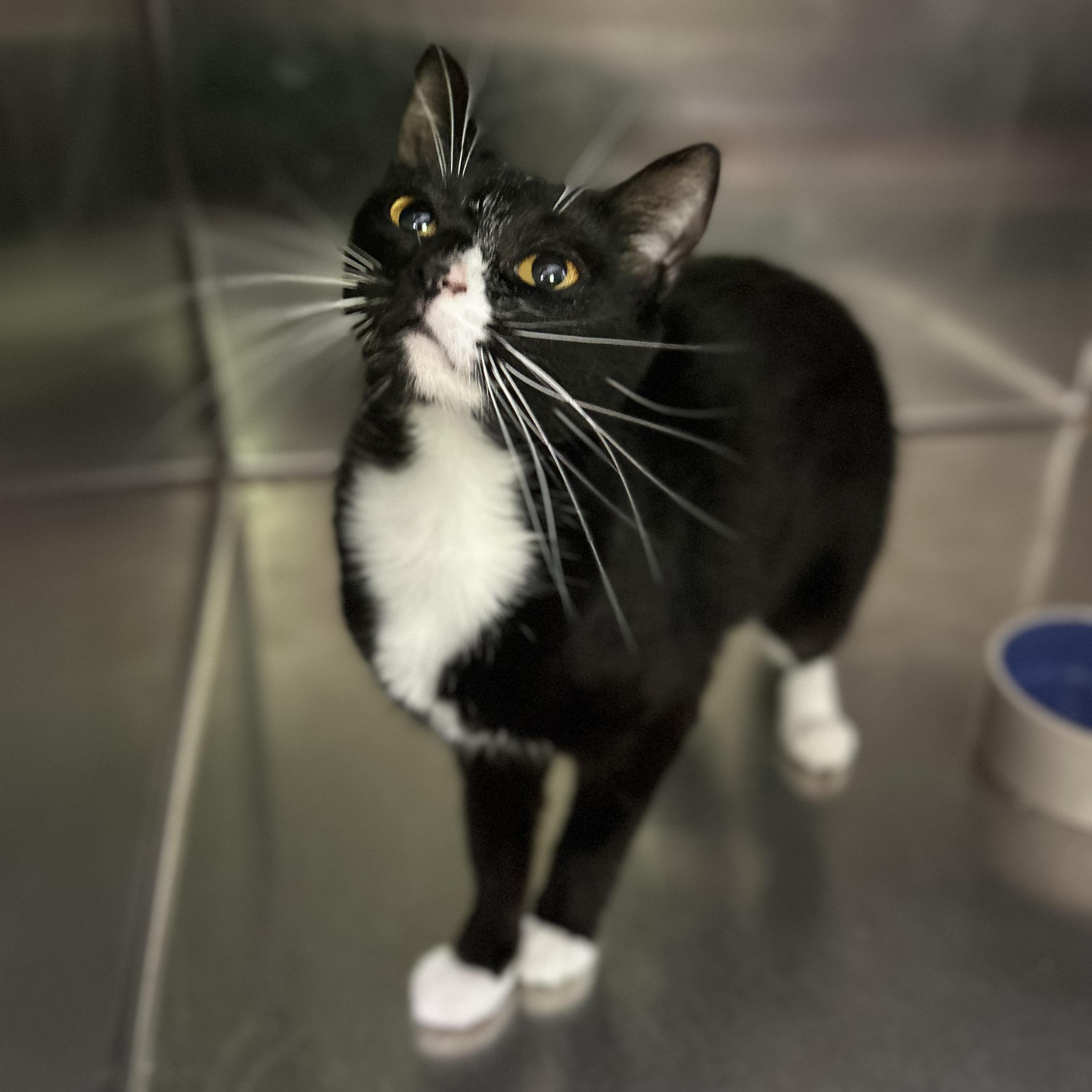 Kiwi, ADOPTABLE, Young Female Domestic Short Hair.