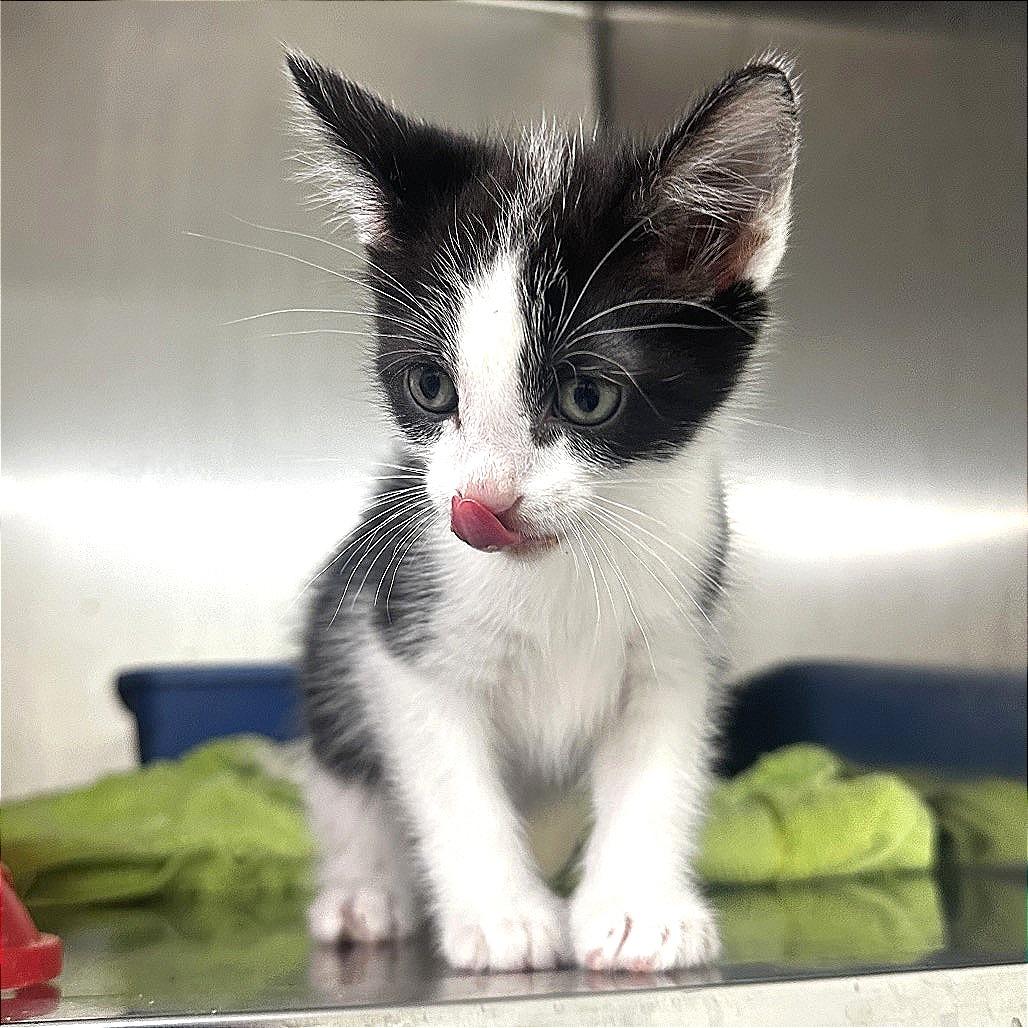 Enlarge Oreo, a Adoptable Domestic Short Hair in Warrensburg, MO image 1/2