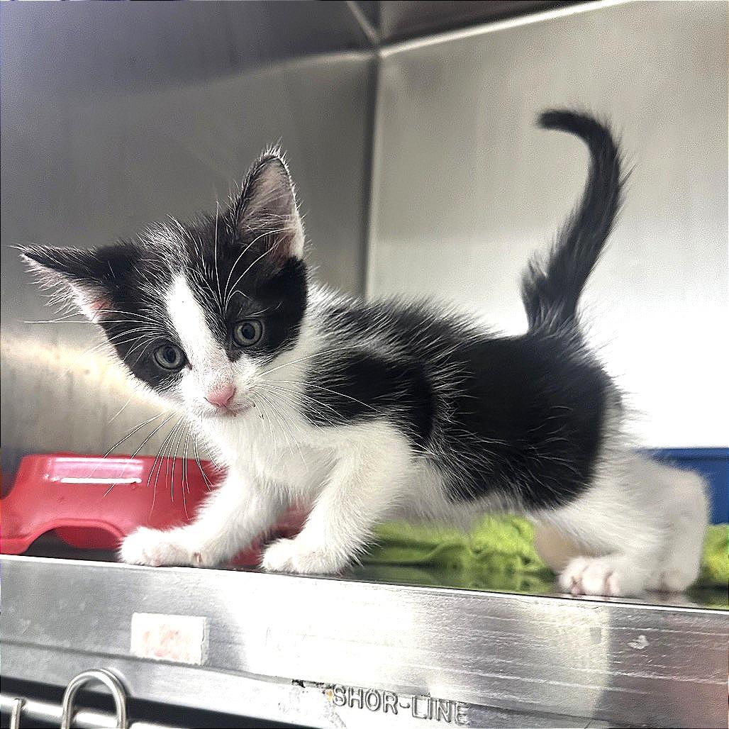 Enlarge Oreo, a Adoptable Domestic Short Hair in Warrensburg, MO image 2/2