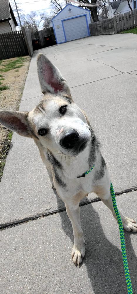 Enlarge AC Maverick, a Adoptable mixed breed in Fremont, NE image 1/5