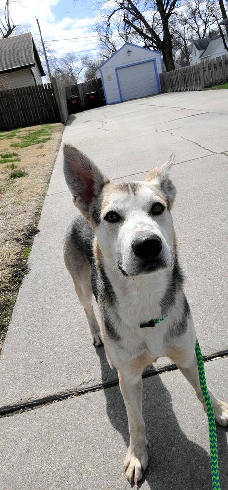 Enlarge AC Maverick, a Adoptable mixed breed in Fremont, NE image 4/5