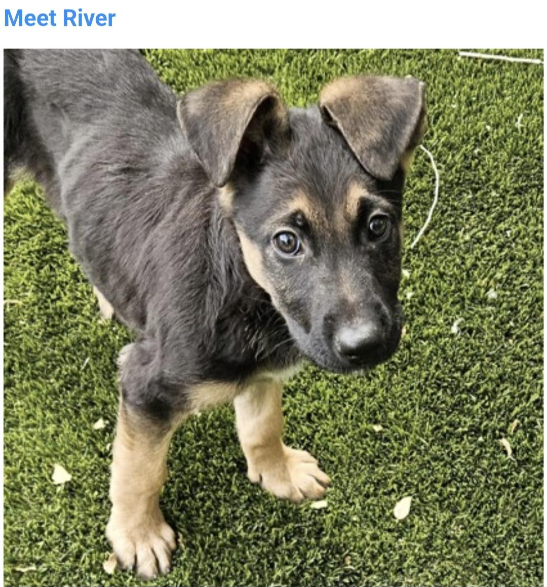 Enlarge River, an adopted mixed breed in Salt Lake City, UT image 1/3
