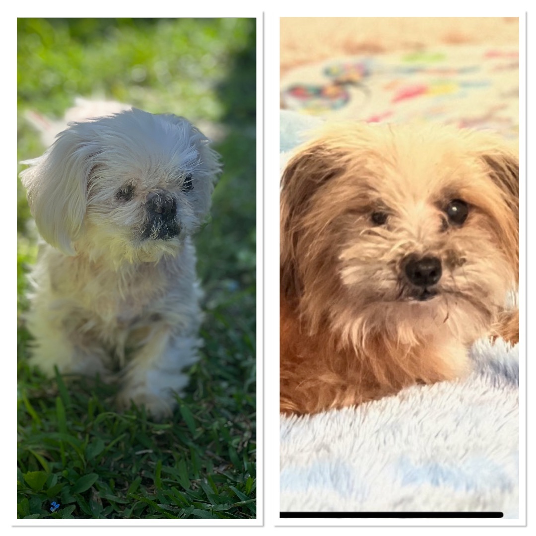 Enlarge Snowflake, Papi and Blackie, a Adoptable mixed breed in Oakland Park, FL image 1/3