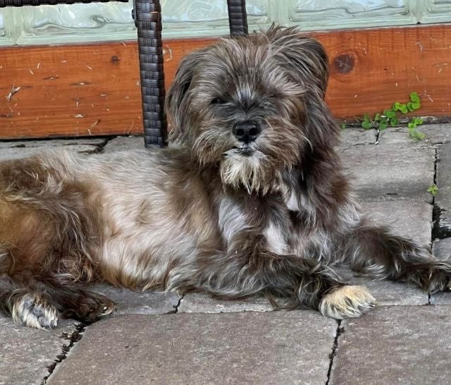 Enlarge Snowflake, Papi and Blackie, a Adoptable mixed breed in Oakland Park, FL image 2/3