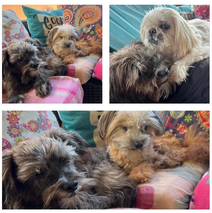 Enlarge Snowflake, Papi and Blackie, a Adoptable mixed breed in Oakland Park, FL image 3/3