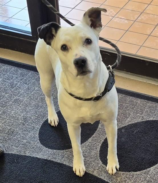 CROC, Adoptable, Adult Female Pit Bull Terrier.