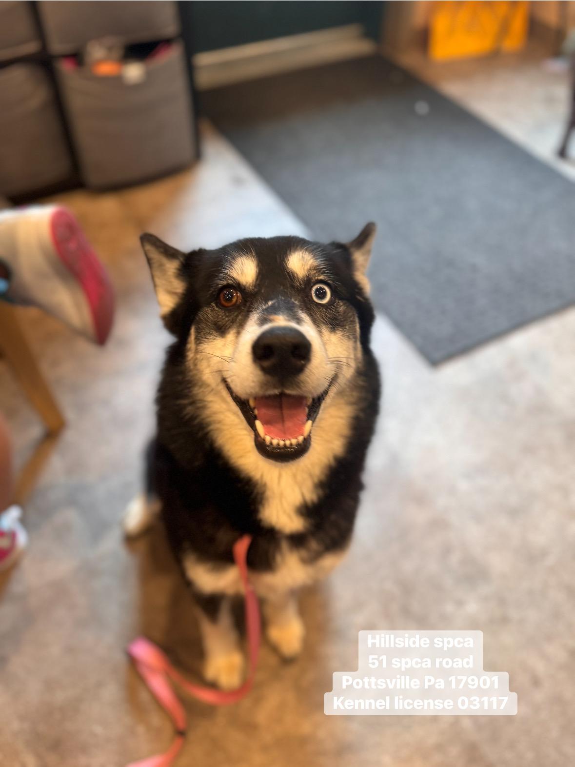 Harmony, adopted, Young Female Husky.