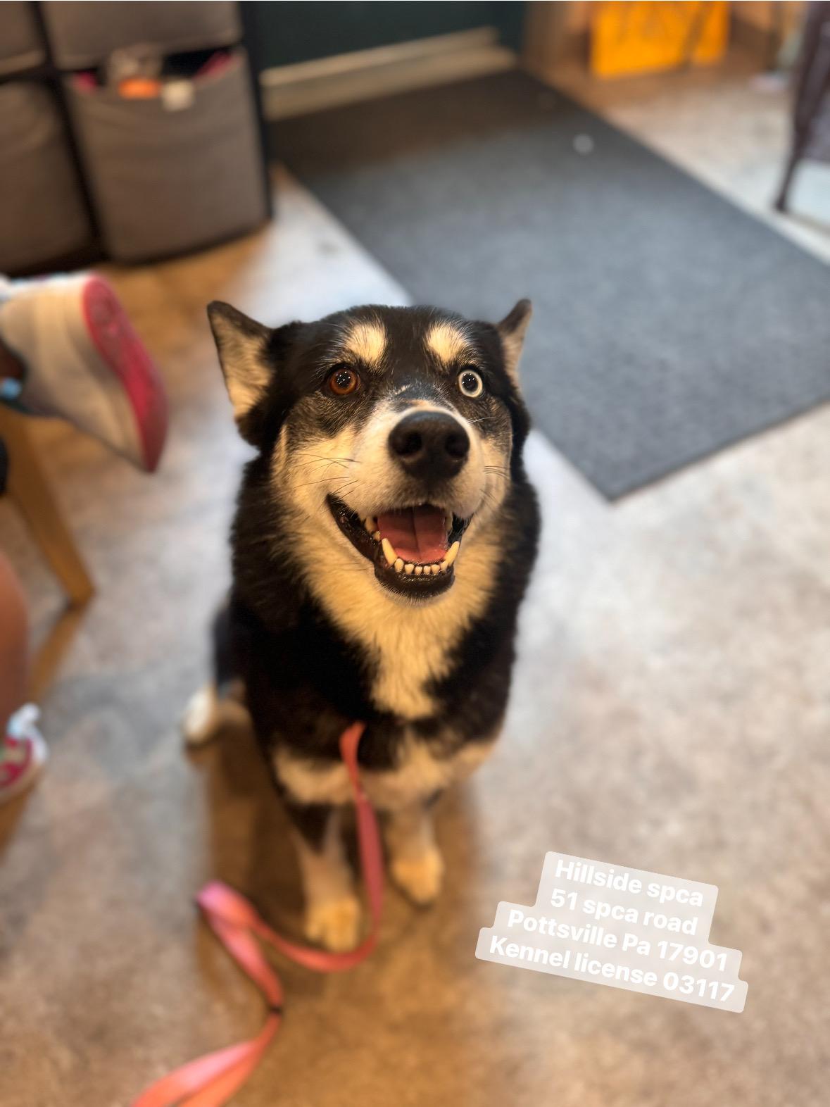 Enlarge Harmony, an adopted Husky in Pottsville, PA image 2/2