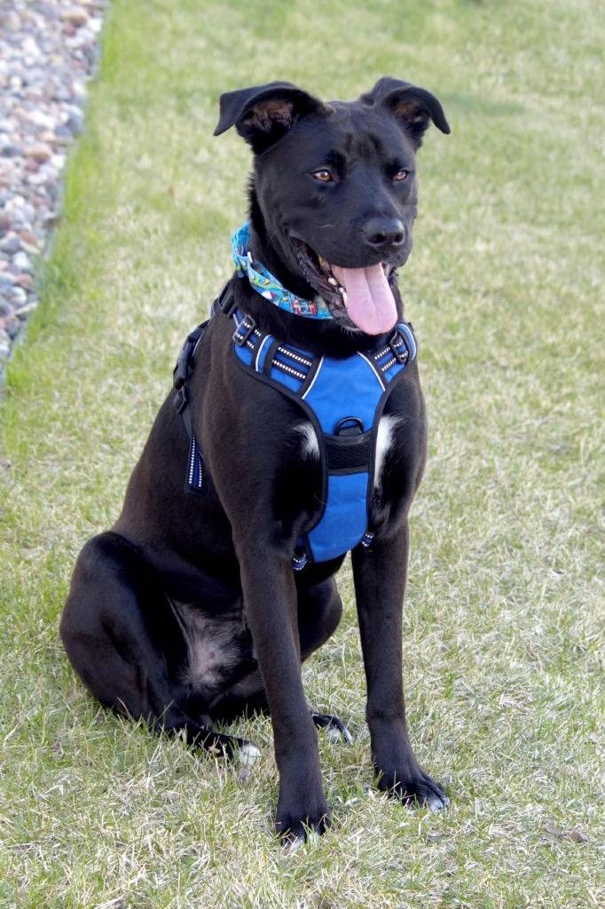 Cash, a Adoptable mixed breed in Savage, MN image 1/5