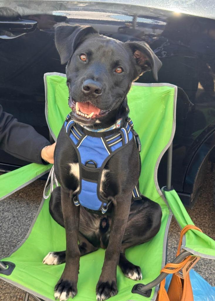 Cash - Summer Lovin' Promo, Adoptable, Young Male Mixed Breed.